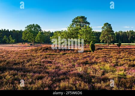 Heathland avec la bruyère à fleurs, vieux chênes, genévrier et butte funéraire dans la lumière du matin, Lueneburger Heide, Basse-Saxe, Allemagne Banque D'Images