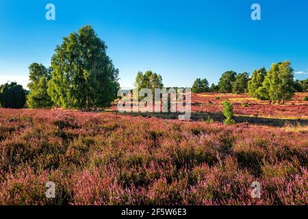 Paysage typique de bruyère avec des fleurs de bruyère et de bouleaux, Lueneburger Heide, Basse-Saxe, Allemagne Banque D'Images