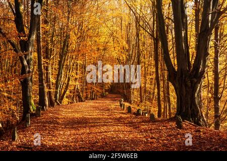 Vieille route couverte de feuilles vents à travers la forêt d'automne dorée ensoleillée, parc national de Mueritz, Mecklenburg-Poméranie occidentale, Allemagne Banque D'Images