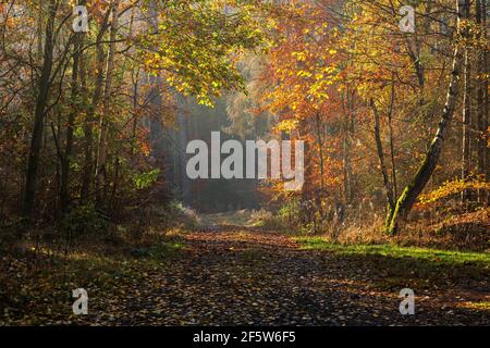 Sentier de randonnée dans la forêt mixte en automne, parc national de Kellerwald-Edersee, Hesse, Allemagne Banque D'Images