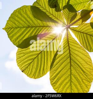 Feuilles fraîches de châtaigne illuminées par le soleil, châtaigne de cheval blanc (Aesculus hippocastanum), Saxe, Allemagne Banque D'Images