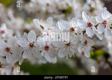 Gros plan de fleurs / fleurs sur les arbres au printemps par temps ensoleillé Banque D'Images