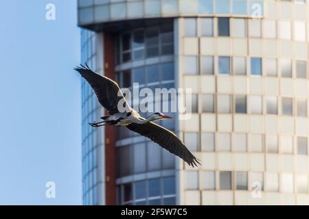 Wien, Vienne: bâtiment de bureaux Tour Florido, héron gris volant (Ardea cinerea), parc Wasserpark en 21. Floridsdorf, Wien, Österreich Banque D'Images