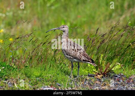 Courlis corlieu (Numenius phaeopus), Islande Banque D'Images