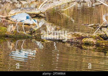 Wien, Vienne: Le héron gris (Ardea cinerea) est à la recherche de poissons ou de matériel de construction de nid au lac, parc Wasserpark en 21. Floridsdorf, Wien, Österreich Banque D'Images