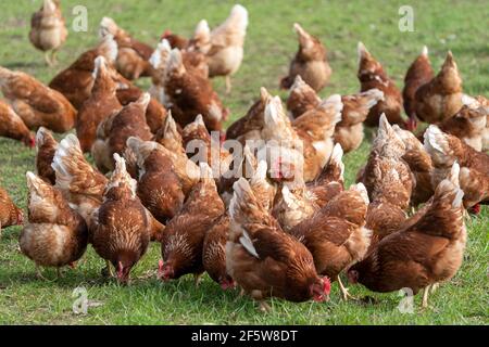 Volaille domestique, poulets de liberté dans un pré, Allemagne Banque D'Images