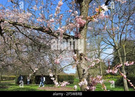 Cerisiers en fleurs au soleil du début du printemps à Regents Park, au nord de Londres, au Royaume-Uni Banque D'Images