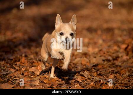 Chihuahua, homme, adulte, 12 ans Banque D'Images