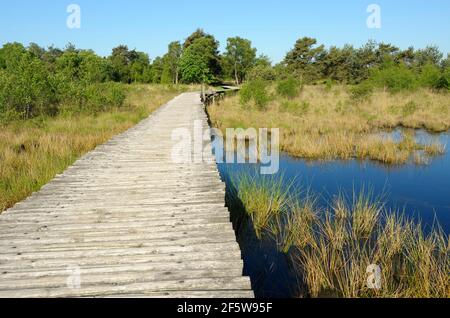 Parc national Groote Peel, Knueppelweg dans la lande, mai, province de Limbourg, pays-Bas Banque D'Images