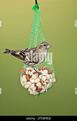 Siskin (Carduelis spinus) en hiver, Rhénanie-du-Nord-Westphalie, Allemagne Banque D'Images