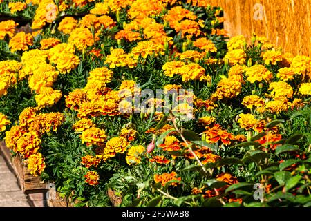 Buissons de plantules de fleurs marigolées multicolores dans des pots de fleurs. Banque D'Images