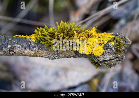 Gros plan de la mousse et du lichen jaune commun croissant sur un branche d'arbres dans les forêts, le matin chaud du printemps Banque D'Images