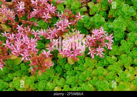 Stonecrop caucasien (Sedum spium, Phedimus spius) Banque D'Images