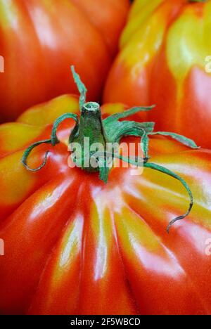 Coeur de boeuf, coeur de boeuf (Solanum lycopersicum) , Cuore di bue, meatTomato, viande Banque D'Images