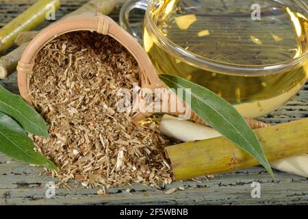 Thé en écorce de saule, saule d'argent (Salix alba) Banque D'Images