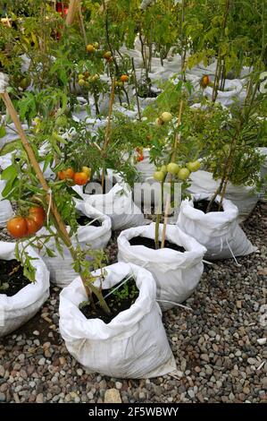 Tomates (Solanum lycopersicum) plantées dans des sacs de riz Banque D'Images