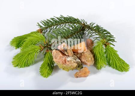 Épinette, résine d'épinette, branches d'épinette (Picea abies) Banque D'Images