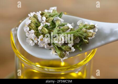 Production pommade jaune et jaune (Calendula officinalis) jaune, jaune (Achillea millefolium) (Millefolii flos) Banque D'Images