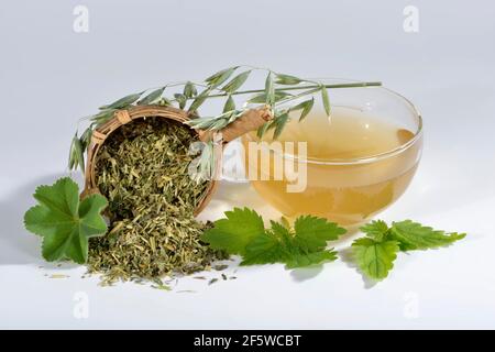 Herbe d'avoine, paille d'avoine, ortie, manteau de lady alpine (Avena sativa) (Urtica dioica) (Alchemilla alpina), thé d'avoine verte Banque D'Images