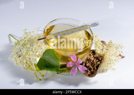 Thé froid et de grippe, fleur de lime, fleur de sureau (Sambucus nigra), doux-doux, racine de réglisse (Glycyrrhiza glabra), réglisse, fleur de mélèze Banque D'Images