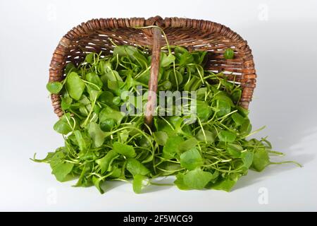 Purslane d'hiver, herbe en plaque commune, épinards cubains, Postelein, lettuceeline du mineur (Claytonia perfoliata) Banque D'Images
