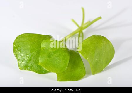 Purslane d'hiver, herbe en plaque commune, épinards cubains, Postelein, lettuceeline du mineur (Claytonia perfoliata) Banque D'Images