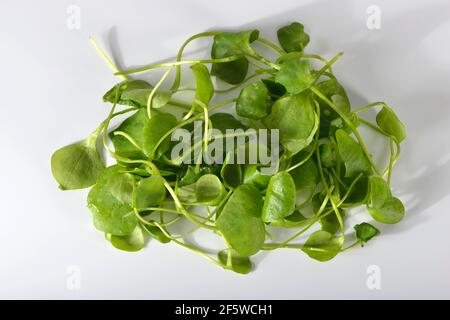 Purslane d'hiver, herbe en plaque commune, épinards cubains, Postelein, lettuceeline du mineur (Claytonia perfoliata) Banque D'Images