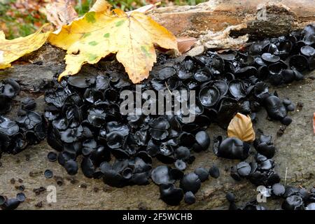 Beurres de sorcières noires (Exidia truncata) Banque D'Images