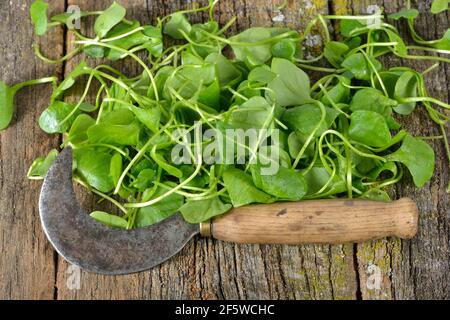 Purslane d'hiver, herbe en plaque commune, épinards cubains, Postelein, lettuceeline du mineur (Claytonia perfoliata) Banque D'Images