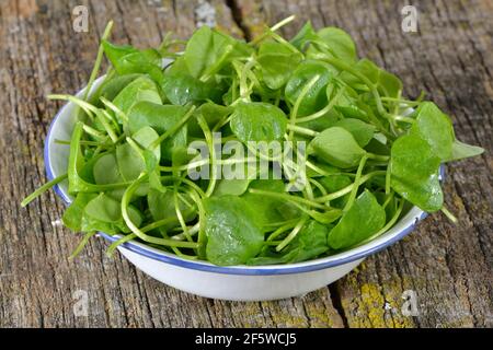 Purslane d'hiver, herbe en plaque commune, épinards cubains, Postelein, lettuceeline du mineur (Claytonia perfoliata) Banque D'Images