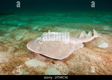 Rayon des tremblements géants, Narcine entemedor, parc national de Cabo Pulmo, Baja California sur, Mexique Banque D'Images