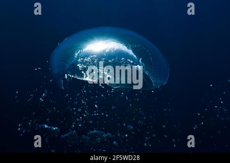 Bulles dans l'eau, île Guadalupe, Mexique Banque D'Images