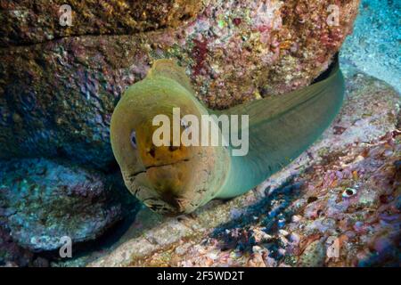 PANAMIC Green Moray Eel (Gymnothorax castaneus), Socorro, îles Revillagigedo, Mexique Banque D'Images