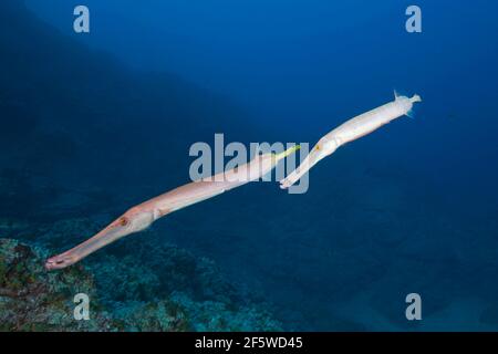 Trompetfish (Aulostomus chinensis), Socorro, îles Revillagigedo, Mexique Banque D'Images