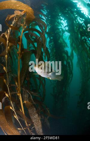 Varech Bass (Paralabax clathratus) dans la forêt de Kelp, île de San Benito, Mexique Banque D'Images