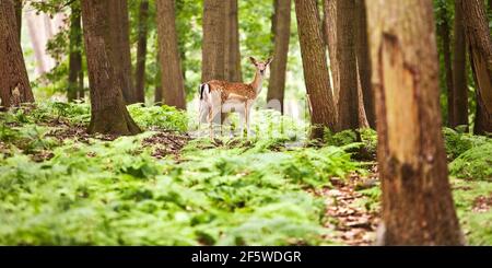 Le cerf sika (Cervus nippon), Deer vache en pelage d'été dans la forêt, captive, Rhénanie du Nord-Westphalie, Allemagne Banque D'Images