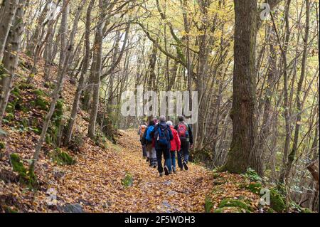 Groupe de randonnée, tapis jaune de feuilles sur le sentier de randonnée, coloration des feuillages, forêt de chêne-charme (Carpinus betulus) en automne, chêne sessile (Quercus Banque D'Images