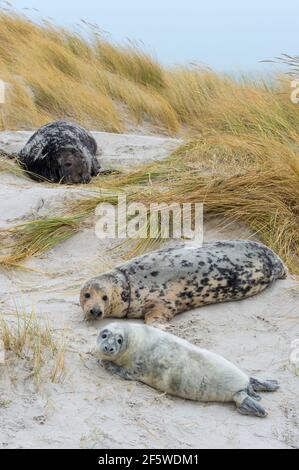 Phoque gris (Halichoerus grypus), Helgoland, Schleswig-Holstein, Allemagne Banque D'Images