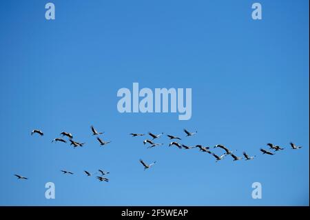 Grues à couronne noire (Balearia pavonina), Parc national de South Lungwa, Zambie Banque D'Images