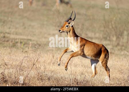 Puku (Kobus vardoni), homme, Parc national de Luangwa Sud, Zambie Banque D'Images