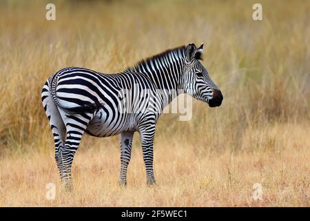 Zébra de Crawshay (Equus quagga crawshayi), Parc national de Luangwa Sud, Zambie Banque D'Images