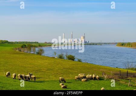 Rheinberg, Rhénanie-du-Nord-Westphalie, Allemagne - 16 avril 2020 : pâturage des moutons sur la digue d'Orsoy, avec vue sur le port et Duisburg Banque D'Images