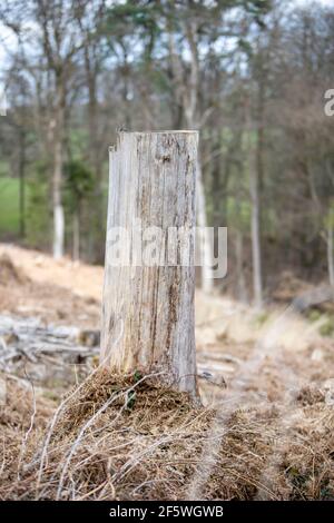 une souche d'arbre séchée dans une forêt, l'écorce est tombée Banque D'Images