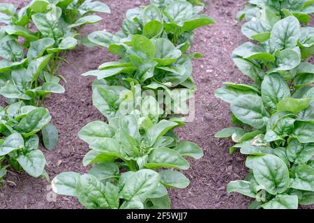 « Amérique » des épinards. Vert foncé, feuilles de chou de Savoie. Spinacia oleracea 'Amérique'. Banque D'Images