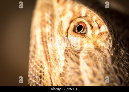 Agama barbu avec pointes. Un reptile avec gros plan. L'œil du lézard est agrandi. La structure de la peau de lézard. Reptile domestique. Banque D'Images