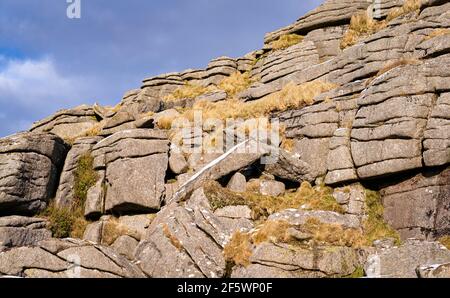 L'herbe tordue pousse sur la face d'Oke Tor, parc national de Dartmoor, Devon, Angleterre, Royaume-Uni. Banque D'Images