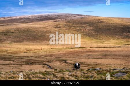 Une vue d'hiver, y compris un mouton, de Oke Tor au-dessus du marais Taw vers Cosdon Hill, parc national de Dartmoor, Devon, Angleterre, Royaume-Uni. Banque D'Images