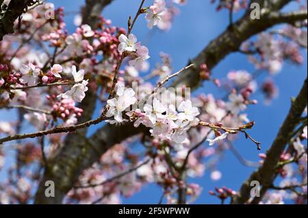 Gros plan de Blossom, Sidcup, Kent. ROYAUME-UNI