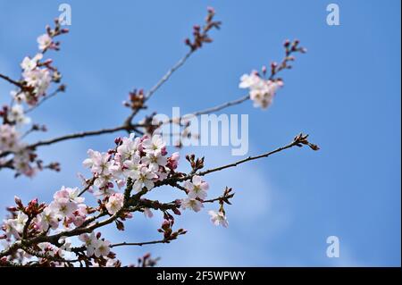 Gros plan de Blossom, Sidcup, Kent. ROYAUME-UNI