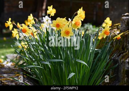 Jonquilles, église St James, North Cray, Kent. ROYAUME-UNI Banque D'Images